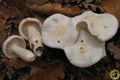 Hygrophorus cossus